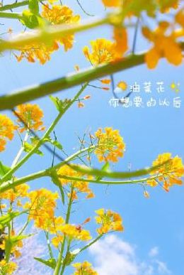 花开了怎么发朋友圈（花开了怎么发朋友圈正能量的）