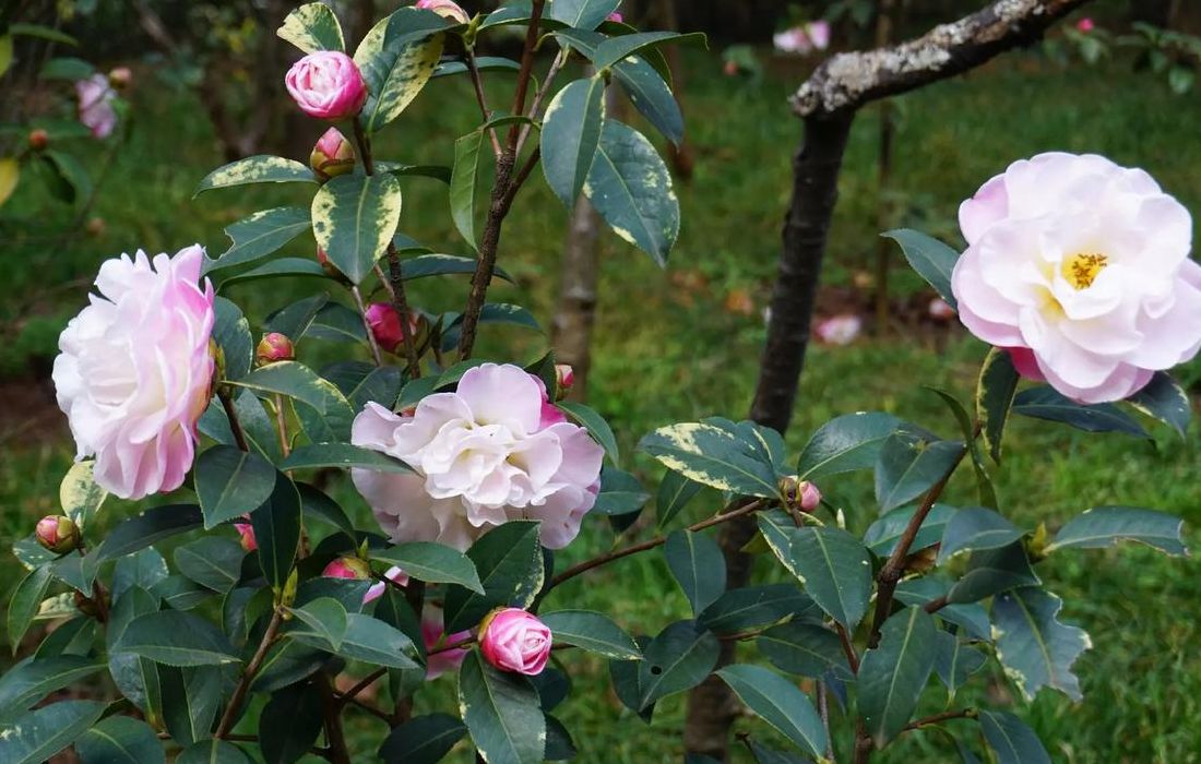 昆明的市花是什么（昆明市花是什么花名）