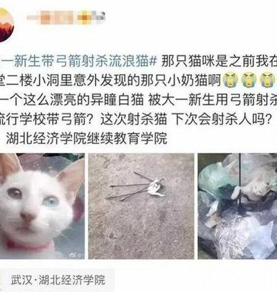 大一新生杀流浪猫（杀流浪猫是好事）