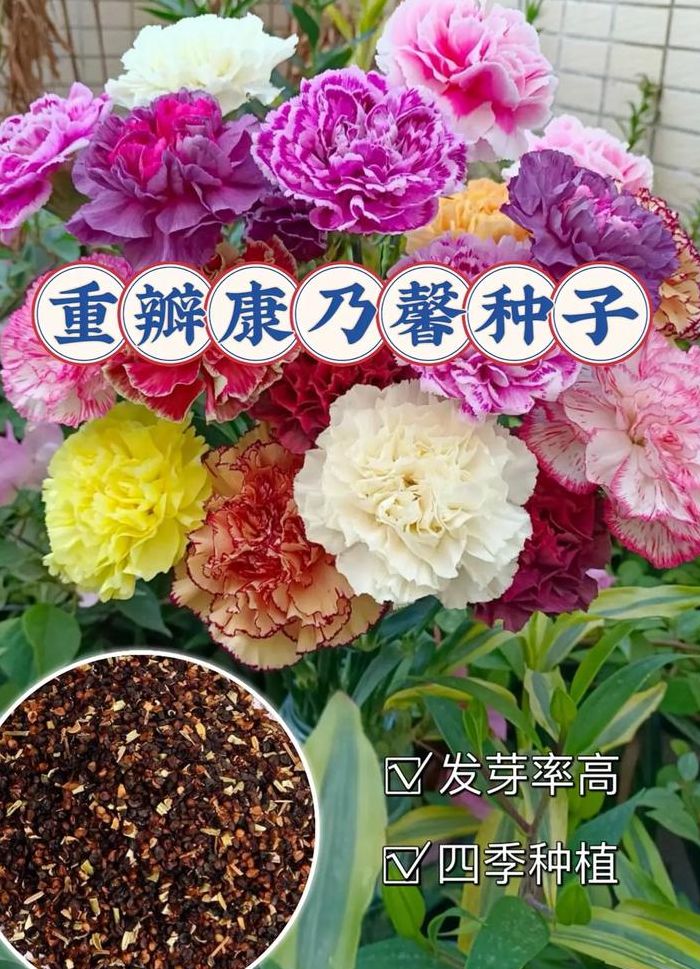 康乃馨种子怎么养（康乃馨种子的种植方法和注意事项）