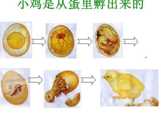 小鸡是由鸡蛋的（小鸡是由鸡蛋的蛋黄发育来的吗）