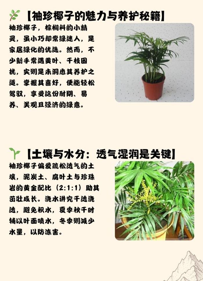 袖珍椰子树（袖珍椰子树怎么养才旺盛）