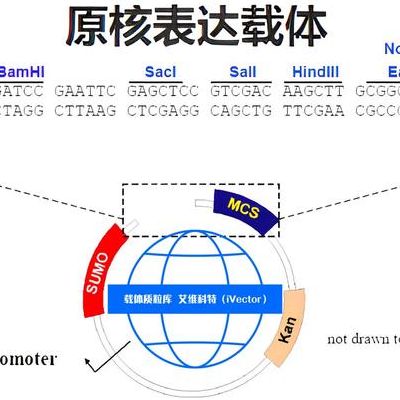 表达载体是什么（表达载体是什么意思）