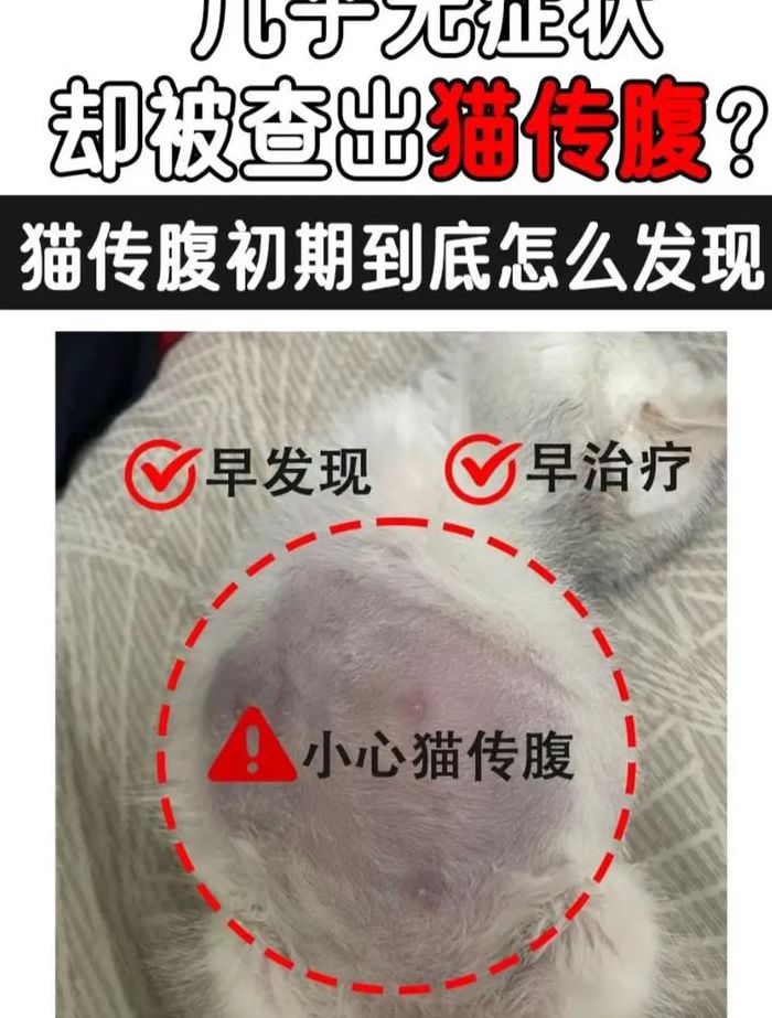 猫传腹是突然发病吗（猫传腹从发病到死亡）