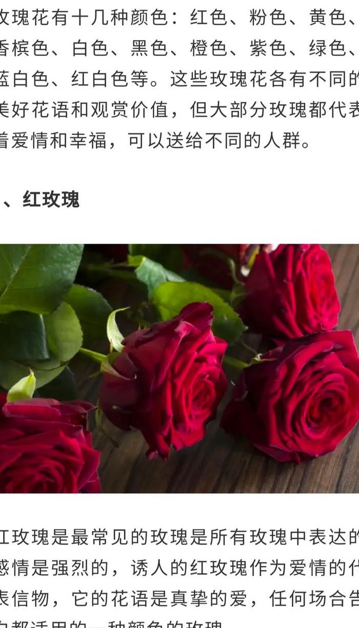 一支红玫瑰花代表什么意思（一支红玫瑰花代表什么意思呀）