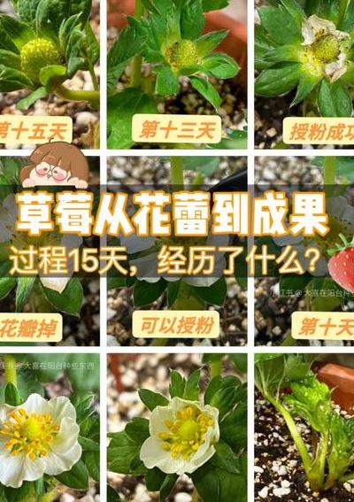 草莓要怎么种植（草莓要怎么种植才能结果）