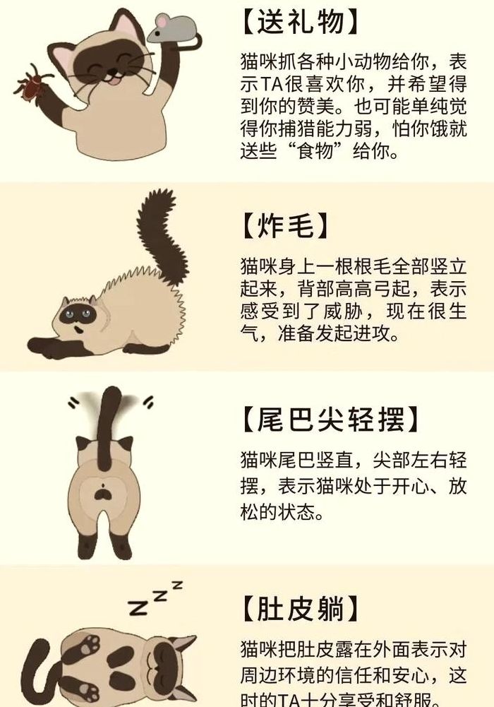 猫咪踩奶代表什么（猫咪踩奶是什么意思是什么表）