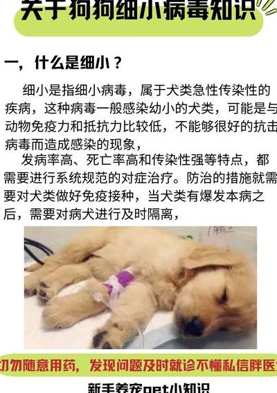 狗狗得了细小的初期症状（狗狗得了细小的初期症状怎样才能让狗狗吃药）