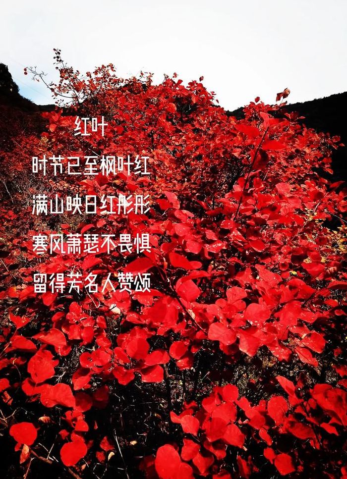 满山花果红似锦是龙吗（花满山的含义）