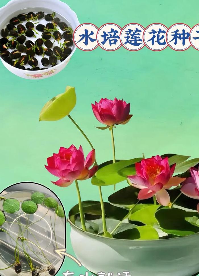 莲花什么时候开花季节（莲花是几月份开花的）