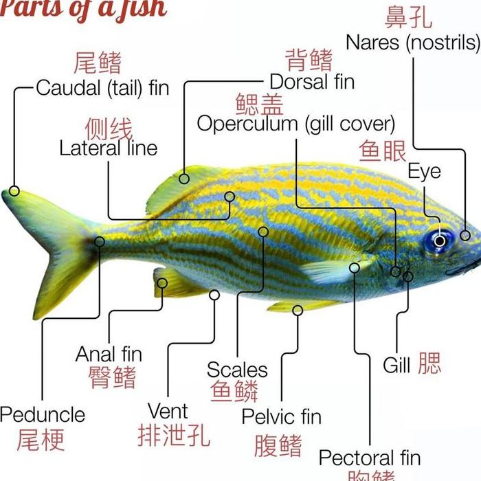 鱼类是用什么呼吸的（鱼类是用什么呼吸的尾鳍是什么摆动的）