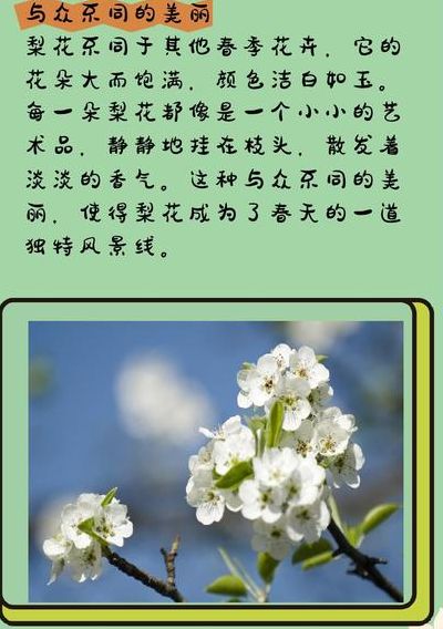 梨花什么时候开花季节（梨花什么时候开花的）