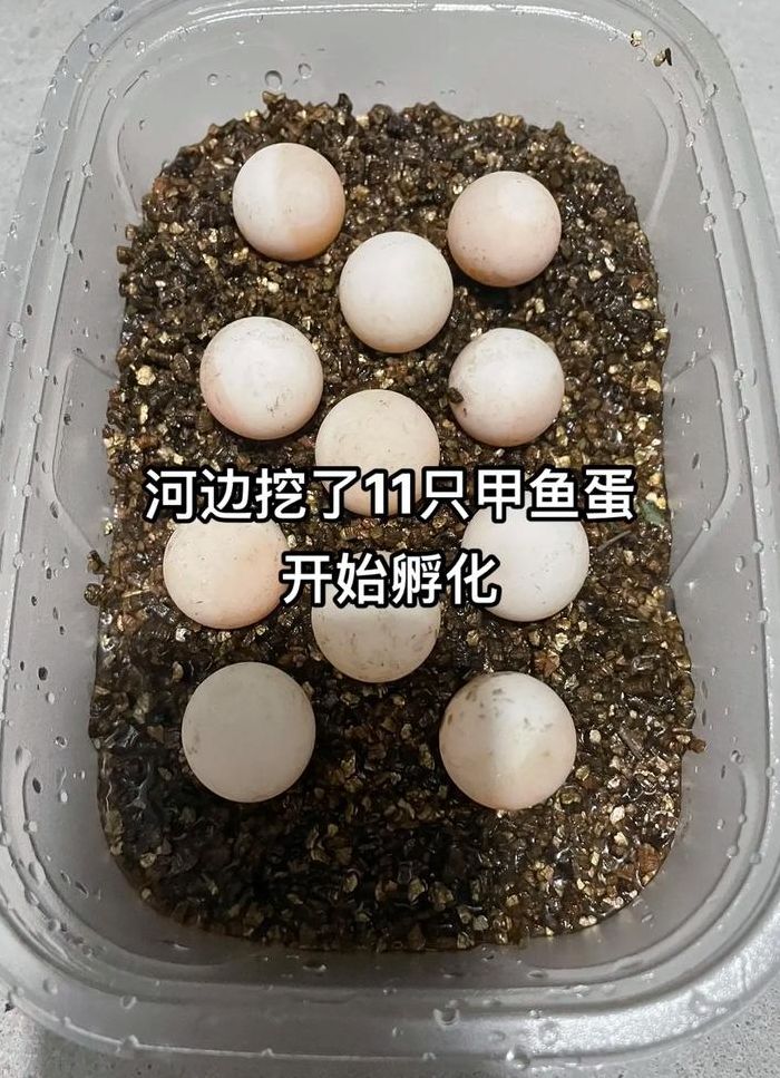 甲鱼蛋孵化（甲鱼蛋孵化失败迹象）