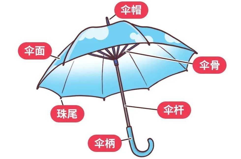 小雨伞是什么部位（小雨伞是什么部位图解）