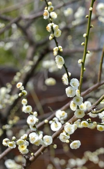 腊梅花长什么样子（腊梅花长什么样子图片）