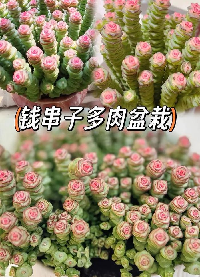 钱串子花（钱串子花下半截干枯萎缩怎么办）