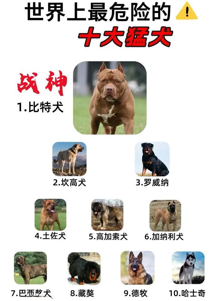 世界猛犬（世界猛犬大全）