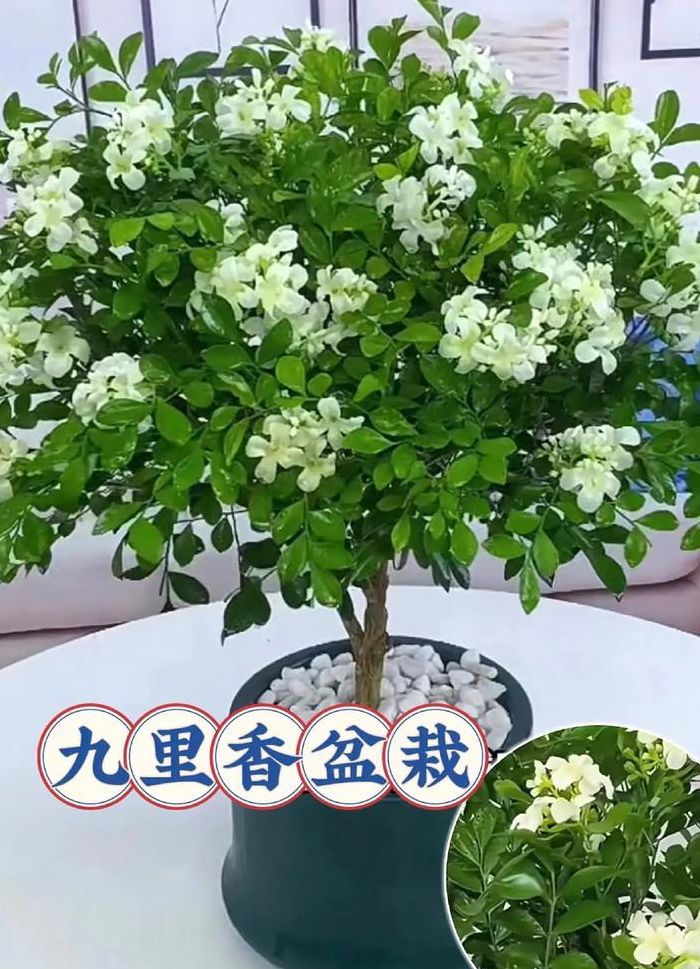 九里香什么时候开花（九里香什么时候开花,能开多久）