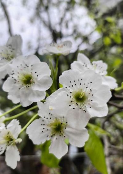 梨树出现二次开花（梨树二次开花的原因）