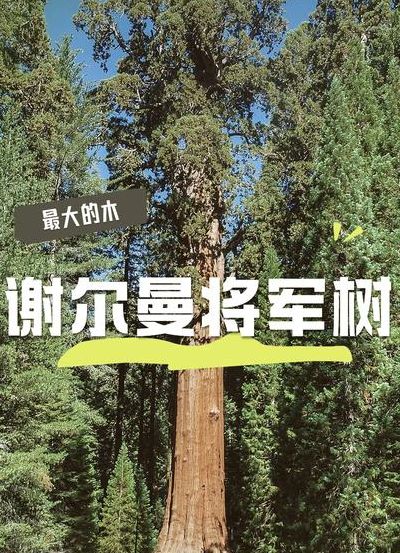 谢尔曼将军树（谢尔曼将军树说明文）