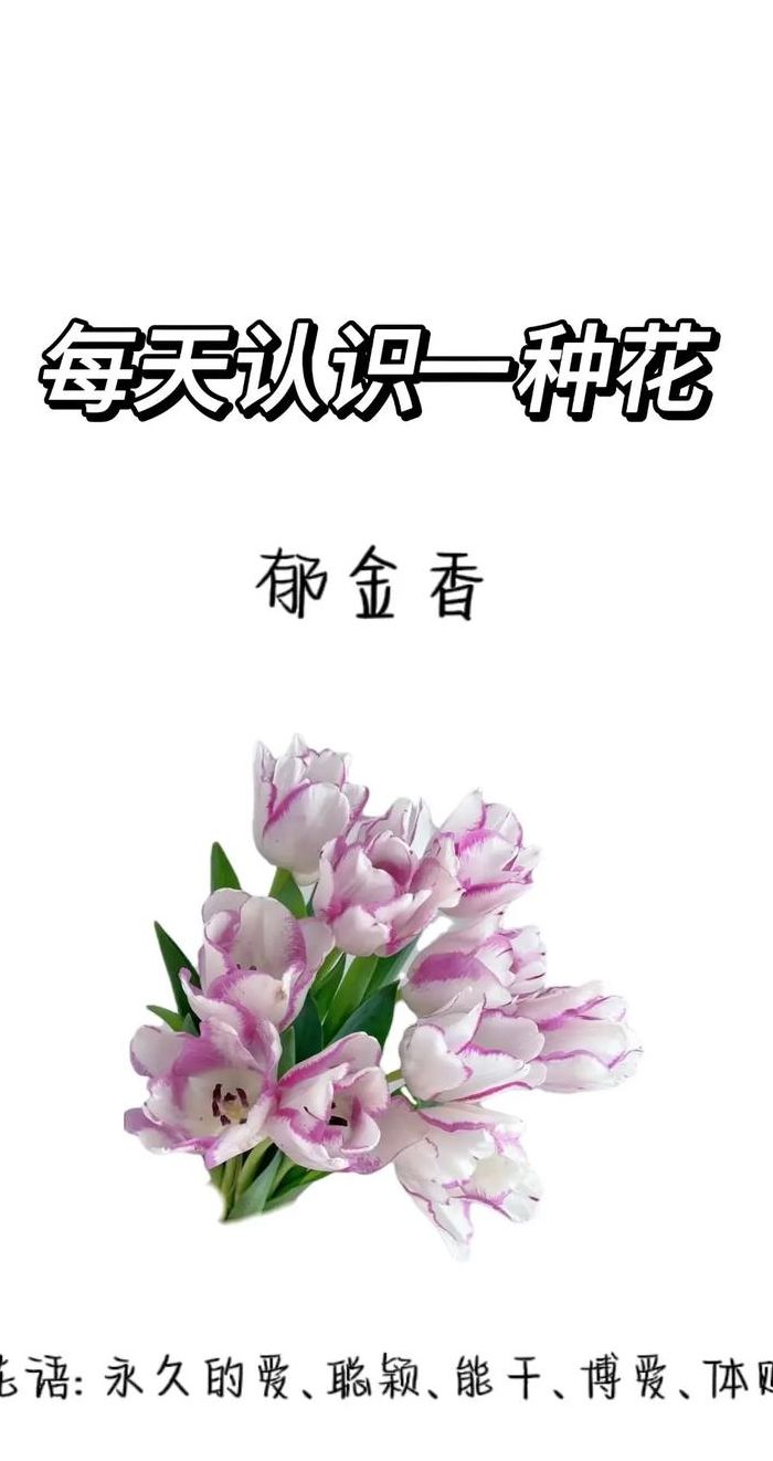 郁金香花语象征与寓意（郁金香花语象征与寓意樱花）