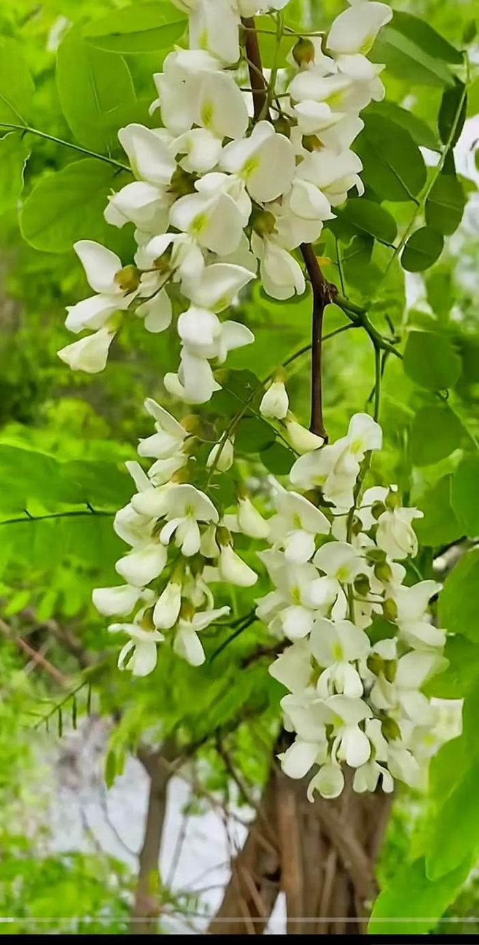 洋槐花图片（洋槐花图片大全）