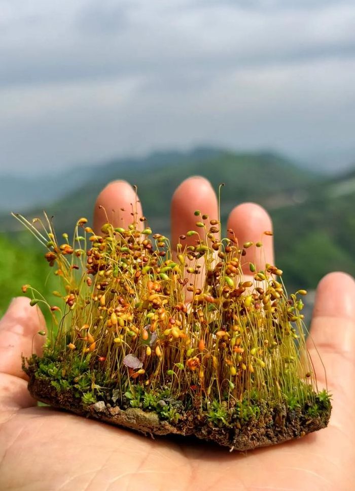 苔花家庭（苔花家庭是什么意思）