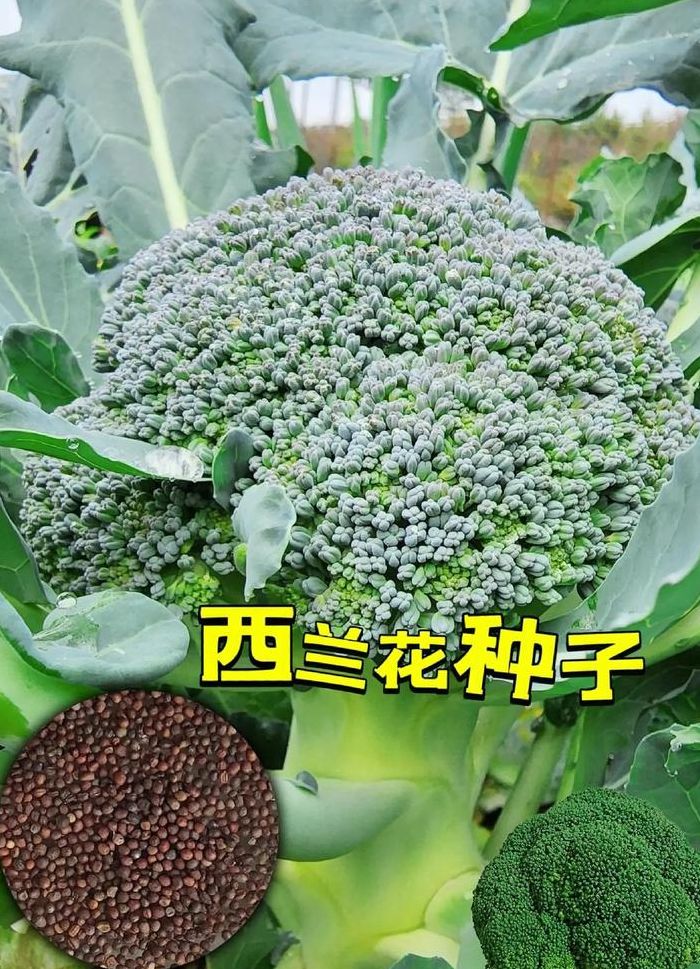 西兰花种植时间和方法（西兰花种植时间和方法视频）