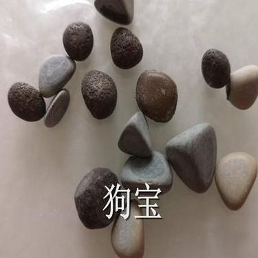 狗宝是什么东西（狗宝是什么东西啊咸菜）