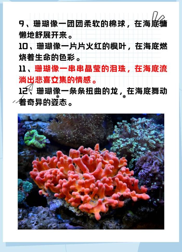 珊瑚是什么（珊瑚是什么意思）