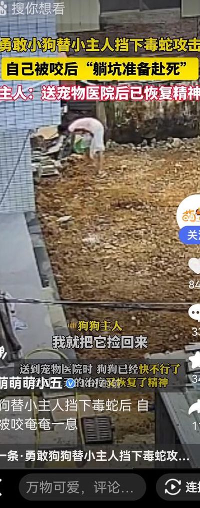 救狗事件（救狗事件2022）