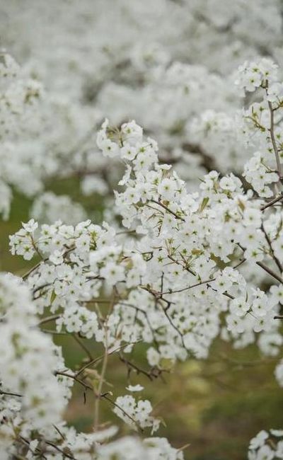 梨树几月开花（梨树几月开花?1）