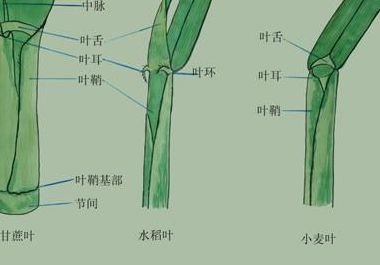 禾本科植物（禾本科植物的气孔器由 组成）