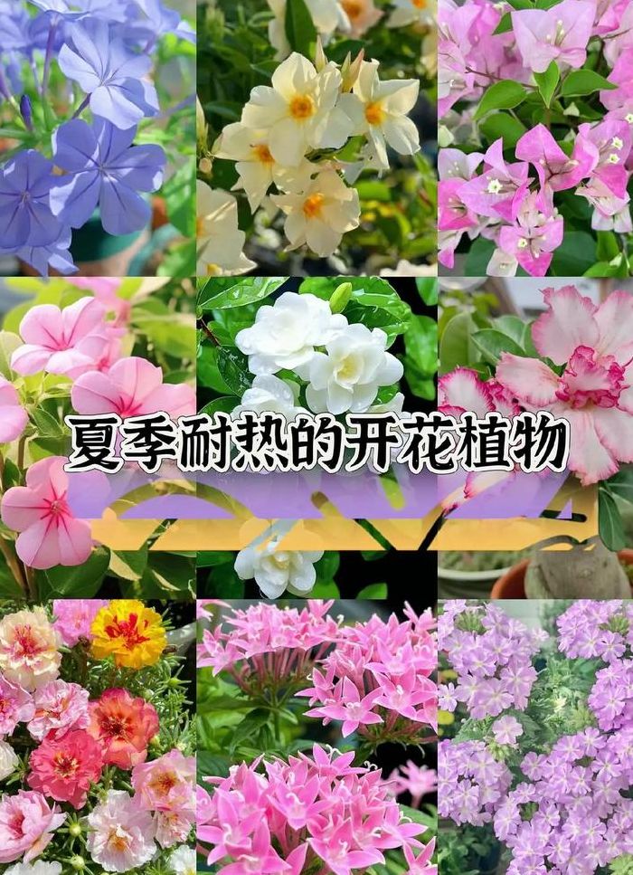 夏天开什么花呢（夏天开什么花的名字是什么）