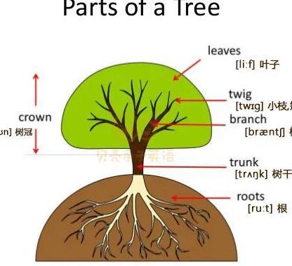 草英语怎么读（树英语怎么读）