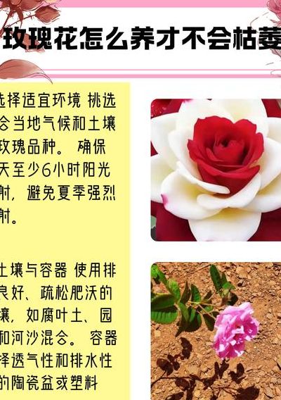 玫瑰花怎么养才不会枯萎（收到玫瑰花怎么养才不会枯萎）