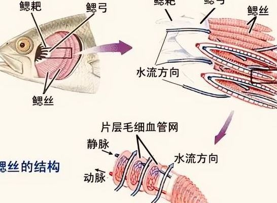 鱼鳃的拼音（鱼鳃的拼音和组词）