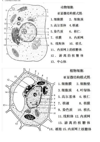 细胞器有哪些（含有核酸的细胞器有哪些）