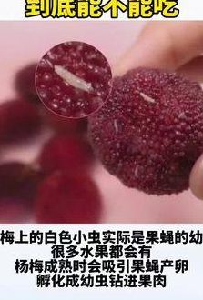 杨梅里的虫子（杨梅里的虫子吃进肚子会怎么样）