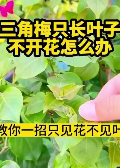 三角梅不开花怎么办（三角梅不开花怎么办才好）