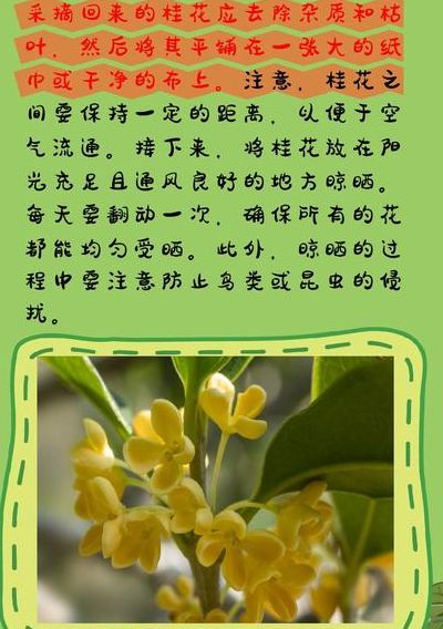 桂花怎么保存（新鲜桂花怎么保存）