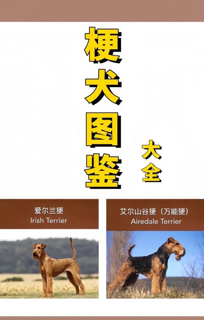 梗犬种类大全（小型梗犬种类大全）