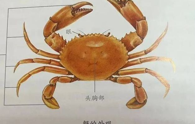 螃蟹几条腿正确（螃蟹几条腿正确一年级题）