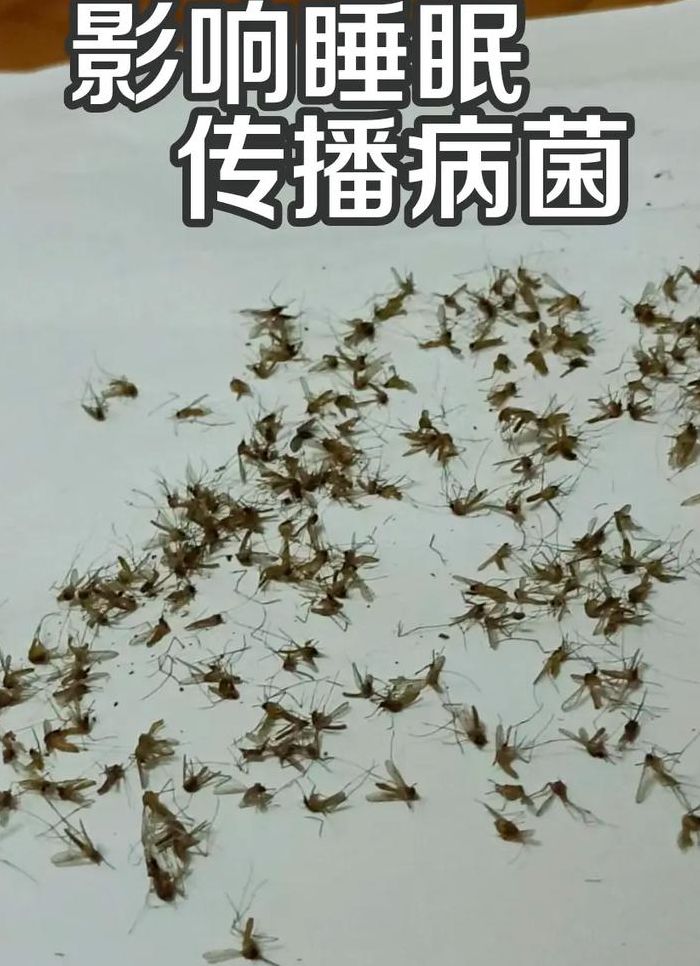 蚊香对苍蝇有用吗（蚊香能杀死苍蝇子吗）