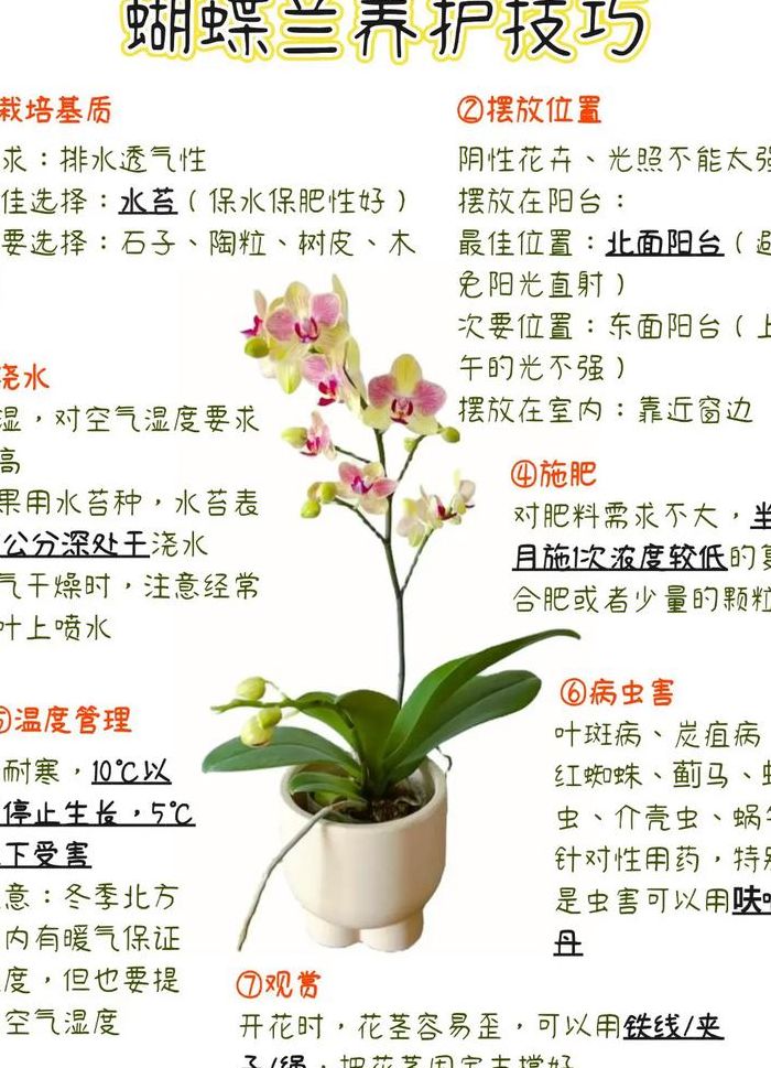 蝴蝶兰一年开几次花（蝴蝶兰一年开几次花什么时候开）