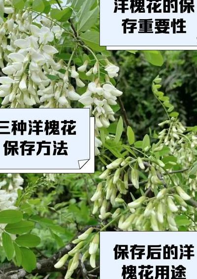 洋槐花长期保存方法（洋槐花长期保存方法有哪些）