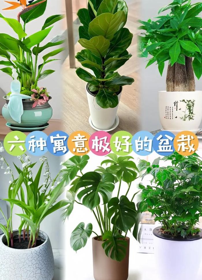 室内放什么植物最好（室内放什么植物对人体好）