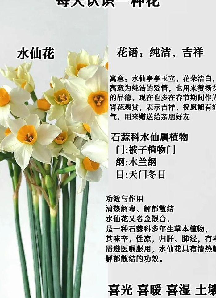 水仙什么意思（哨向水仙什么意思）