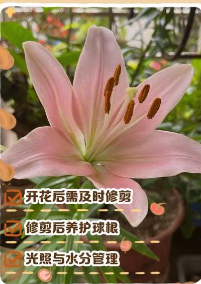 百合花开花后怎么处理（百合花开花后怎样处理）