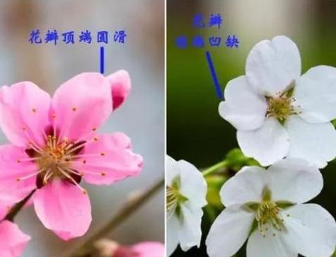 桃花和樱花的区别图解（桃花和樱花的区别知乎）